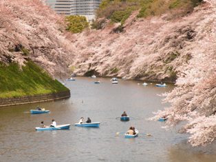 画像　桜満開.jpg